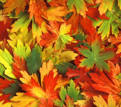Feuilles d'Automne Colorées