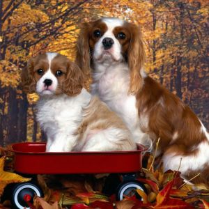 Cavalier King Charles Spaniels Mignons