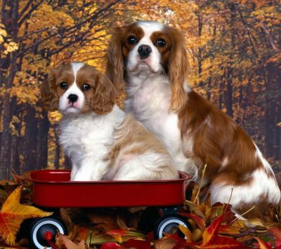 Cavalier King Charles Spaniels Mignons