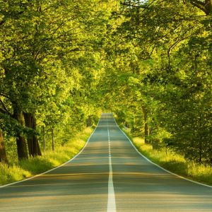 Route Scénique Bordée d'Arbres