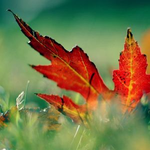 Feuilles d'Automne Vibrantes