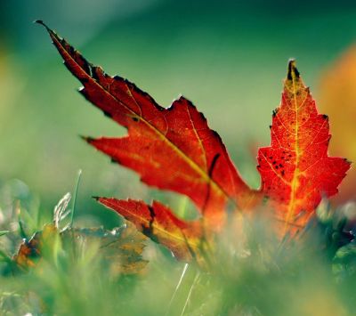 Feuilles d'Automne Vibrantes