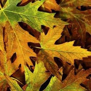 Feuilles d'Automne Colorées