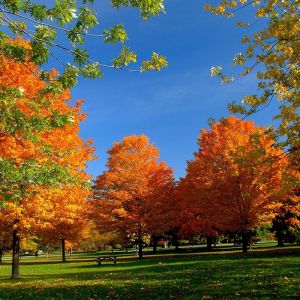 Arbres d'Automne aux Couleurs Vives
