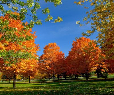 Arbres d'Automne aux Couleurs Vives