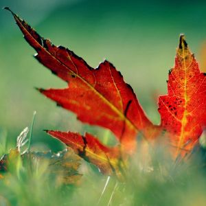 Feuilles d'Automne Vibrantes