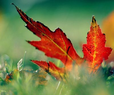Feuilles d'Automne Vibrantes