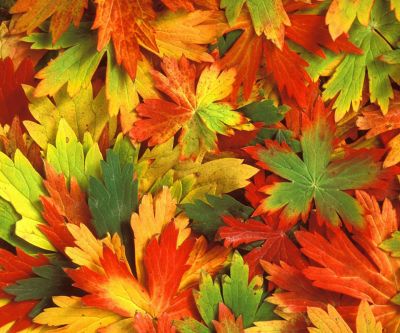 Feuilles d'Automne Colorées
