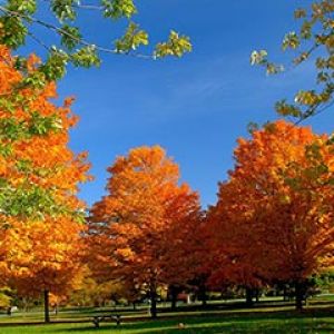 Arbres d'Automne Vibrants