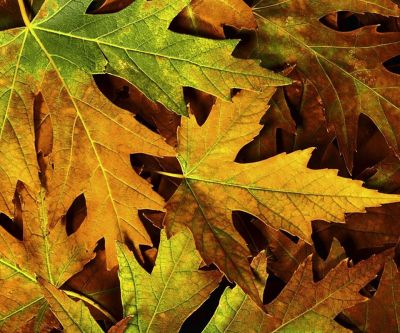 Fond d'Écran de Feuilles d'Automne