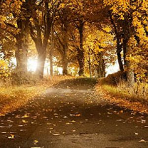 Chemin Forestier d'Automne