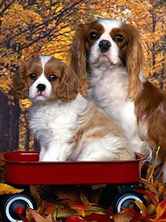 Cavalier King Charles Spaniels Mignons