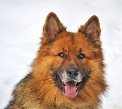 Portrait de chien duveteux