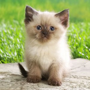 Chaton Mignon sur l'Herbe