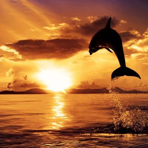 Dauphin Sautant au Coucher de Soleil