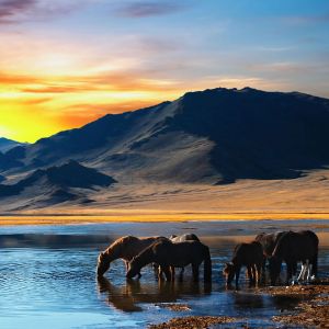 Chevaux au Coucher de Soleil