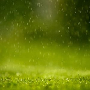 Pluie sur l'Herbe Verte