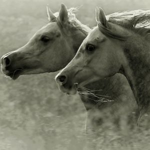 Chevaux Courant en Mouvement