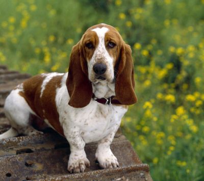 Basset Hound Adorable dans la Nature