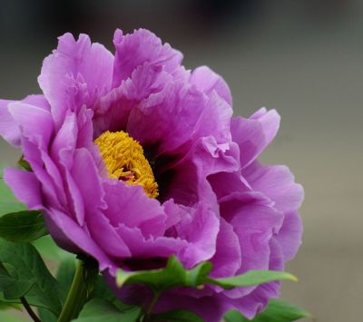 Pivoine Pourpre Vibrante