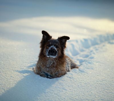 Chien Enneigé en Hiver