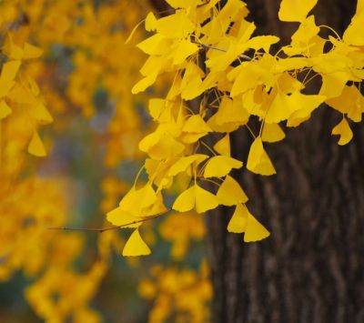 Feuilles de Ginkgo Jaunes Vives