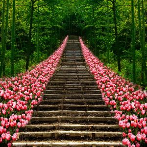 Beau Chemin de Fleurs