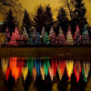 Reflet des Arbres de Noël Colorés