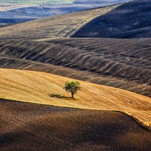 Paysage serein avec un arbre solitaire