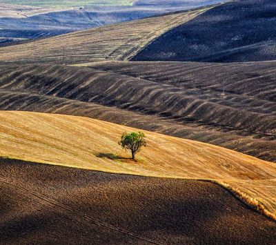 Paysage serein avec un arbre solitaire