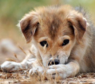 Chiot Adorable Allongé
