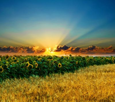 Champ de tournesols au coucher du soleil