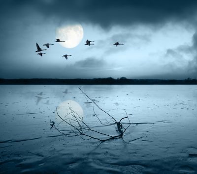 Lac Éclairé par la Lune avec Oiseaux
