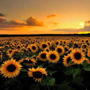 Champ de tournesols au coucher de soleil