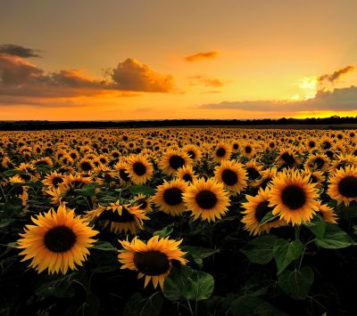 Champ de tournesols au coucher de soleil