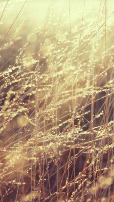 Herbe Éclairée par le Soleil Doré
