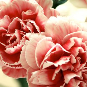Belles Œillets Roses