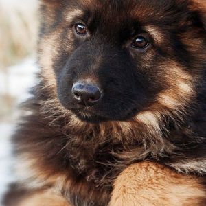 Chiot Mignon