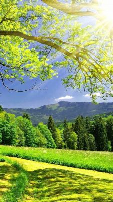 Paysage Verdoyant