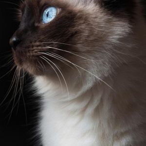 Chat Siamois aux Yeux Bleus
