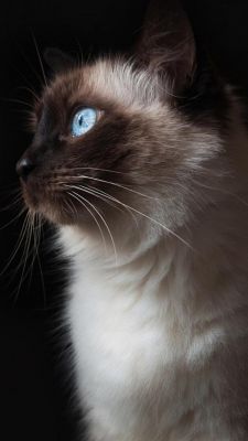 Chat Siamois aux Yeux Bleus