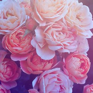 Belles Roses Roses