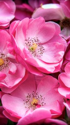 Belles Fleurs Roses