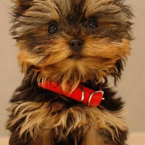 Mignon Chiot Yorkshire Terrier