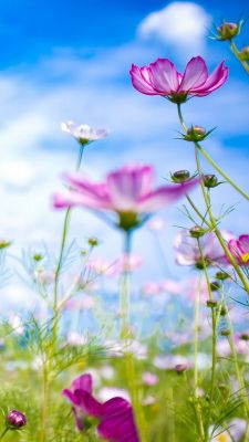 Belles fleurs roses en fleurs