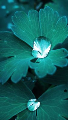 Feuilles Vertes Sereines avec Gouttes d'Eau