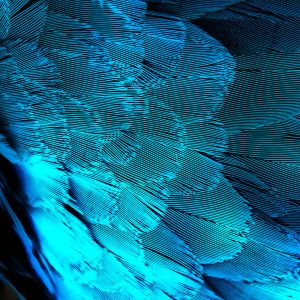 Design Abstrait de Plume Bleue