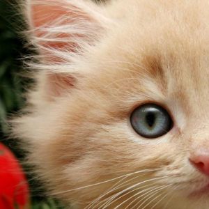 Mignon Chat de Noël