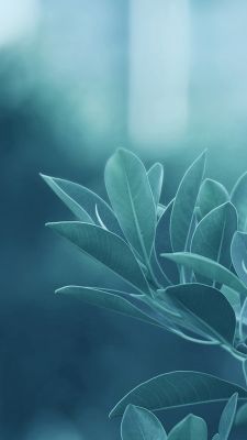 Feuilles Vertes Sereines