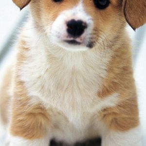 Chiot Corgi Adorable